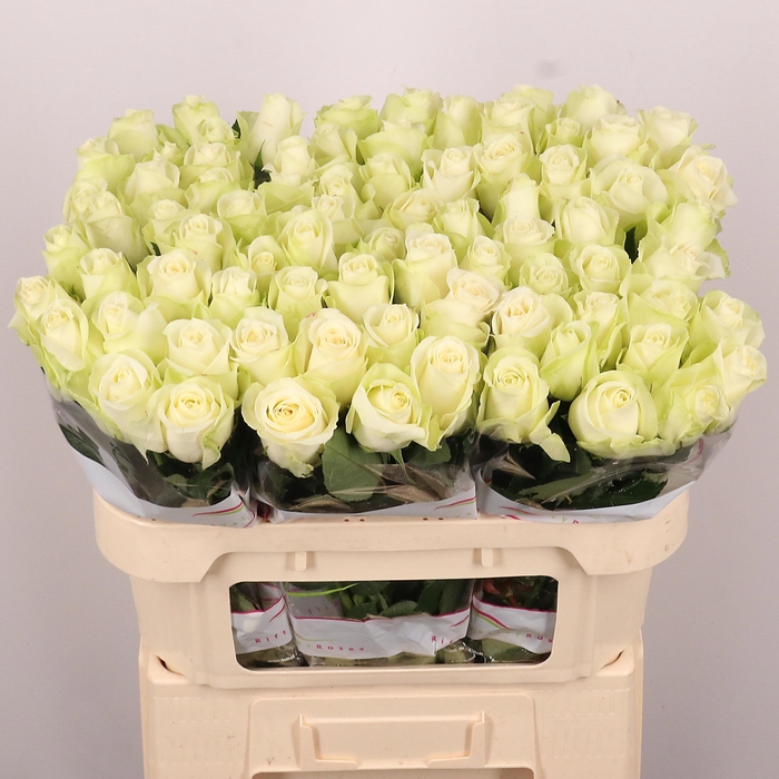 <h4>R GR SNOWSTORM+</h4>