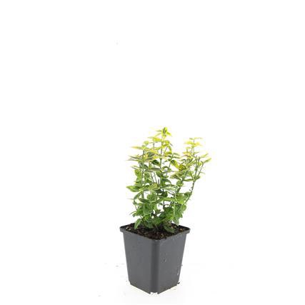 <h4>Euonymus fort. 'Emerald 'n' Gold'</h4>