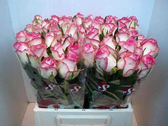 <h4>R GR JUMILIA</h4>