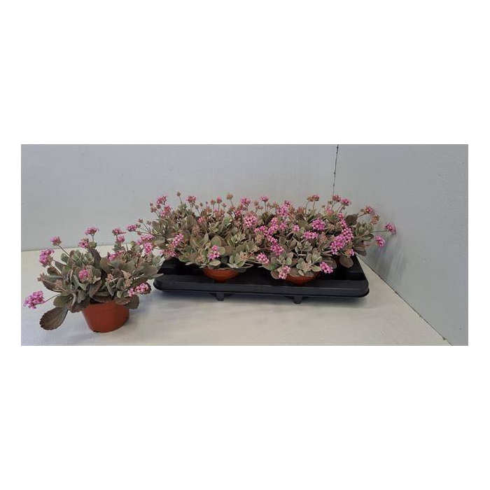 <h4>Kalanchoe Pumila 13Ø 22cm</h4>