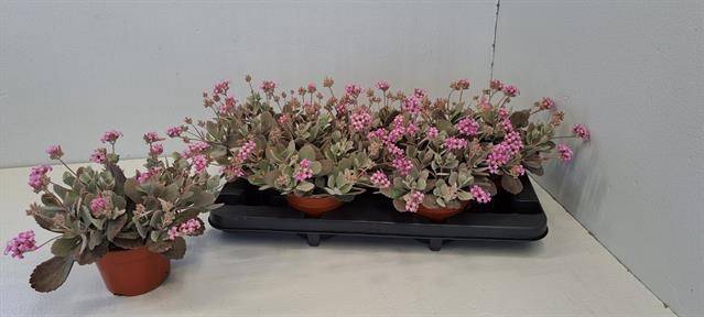 Kalanchoe Pumila 13Ø 22cm