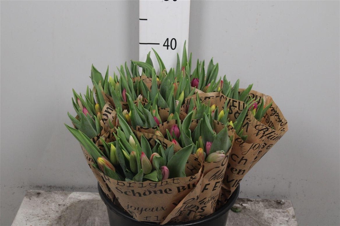 <h4>Tu En Gemengd</h4>