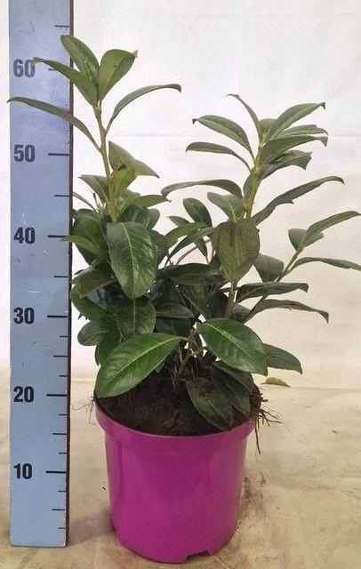 <h4>PRUN LA ROTUNDIFOLIA</h4>