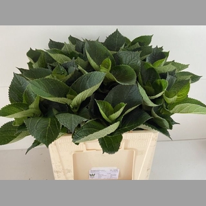 HYDR MACROPHYLL BLAD