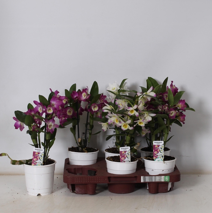 <h4>DENDR N GEM</h4>