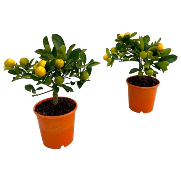 <h4>Citrus calamondin "mini stam"</h4>