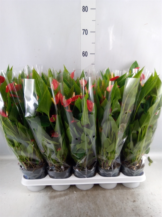 <h4>Anthurium andr. 'Mill Flowers Red'</h4>