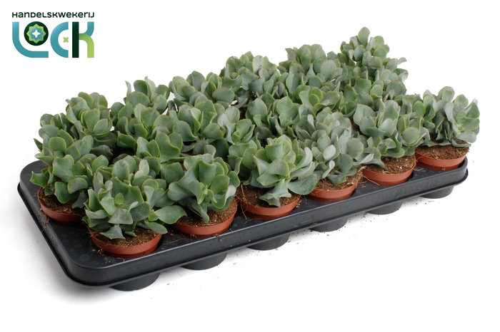 <h4>Crassula Arborensis Cristaat</h4>