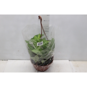 MONSTERA ADANSONII C21 PENDENTE