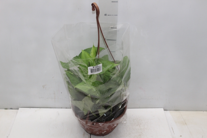 <h4>MONSTERA ADANSONII C21 PENDENTE</h4>