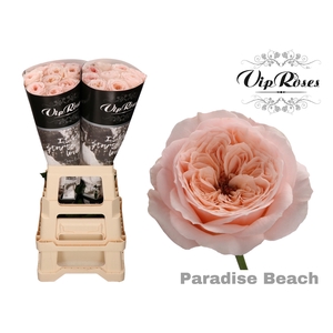 R KL PARADISE BEACH x20