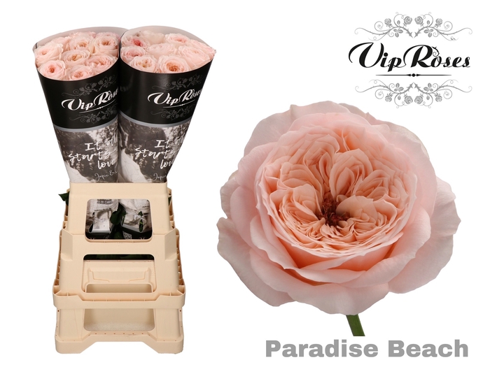 <h4>R KL PARADISE BEACH x20</h4>