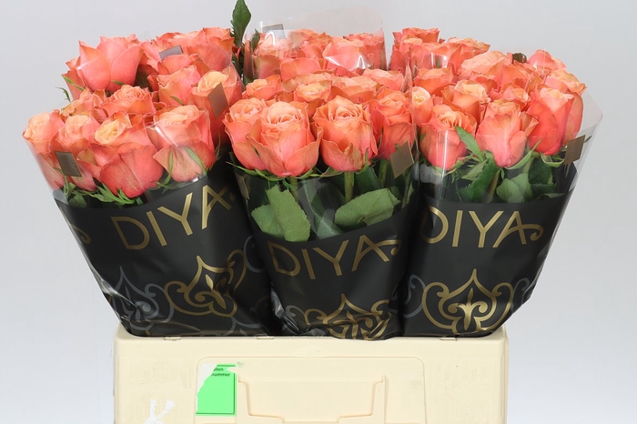 <h4>Rosa Gr Kahala</h4>