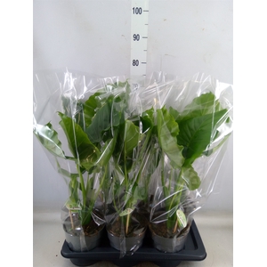 Alocasia gageana