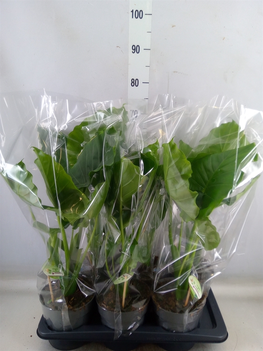 <h4>Alocasia gageana</h4>