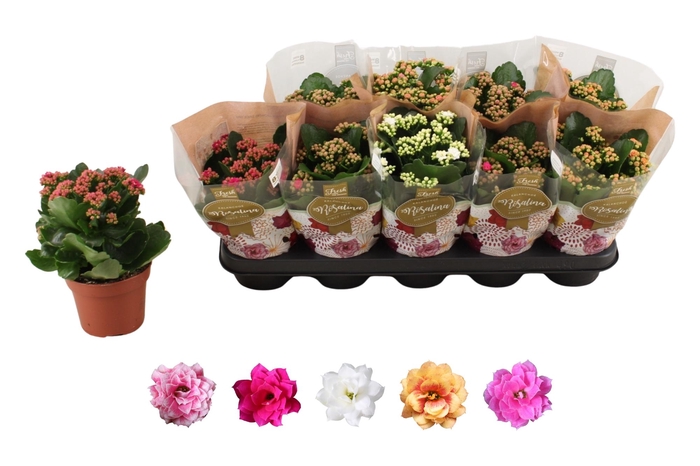 <h4>KAL GE RO GEM 5 KL</h4>