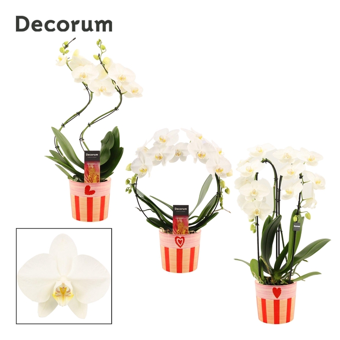 <h4>Phalaenopsis vormen mix 2 tak wit in Romée (Sympathetic moods-co</h4>
