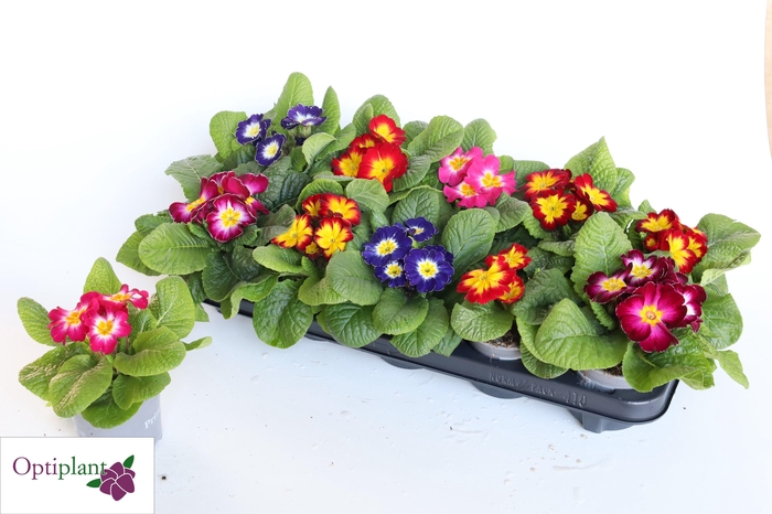 <h4>PRIM AC GEM</h4>