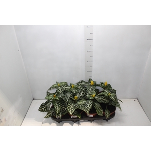 APHELANDRA COM FLOR P15 COM FLOR