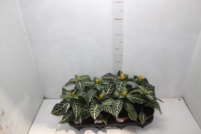 <h4>APHELANDRA COM FLOR P15 COM FLOR</h4>