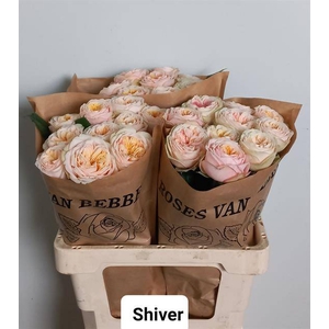 Rosa Garden Shiver