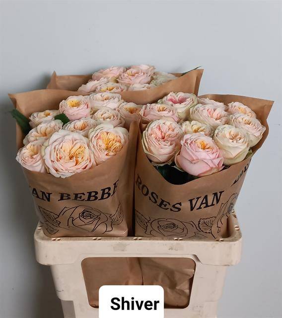 <h4>Rosa Garden Shiver</h4>
