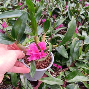 Orchideeen