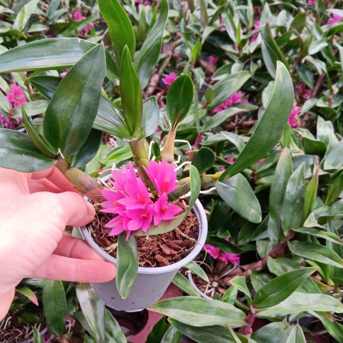 <h4>Orchideeen</h4>