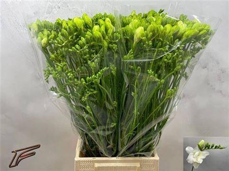 <h4>Fr Du Volante</h4>