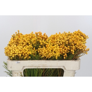 Kaaps Groen Lanug. yellow