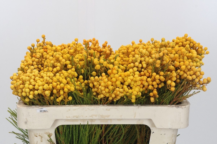 <h4>Kaaps Groen Lanug. yellow</h4>