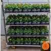 Tag Er Taish Orange + Yellow Mixk