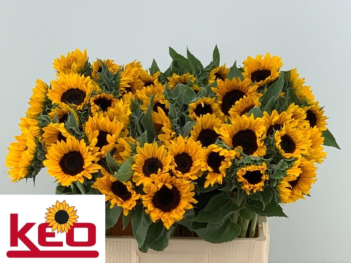 <h4>HELI SUNRICH ORANGE</h4>