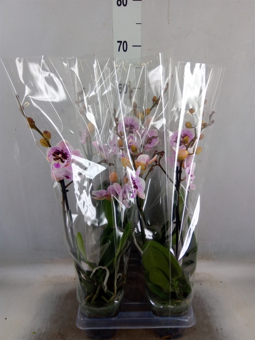 <h4>Phalaenopsis  'Rembrandt'</h4>