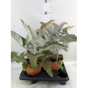 Kalanchoe NF beharensis