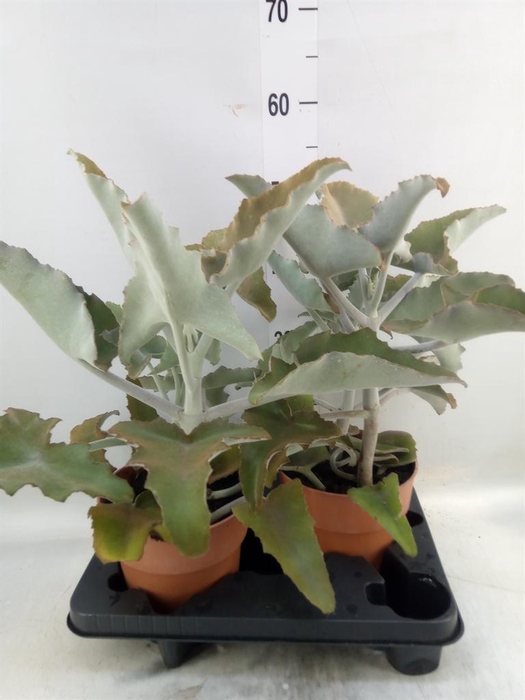 <h4>Kalanchoe NF beharensis</h4>
