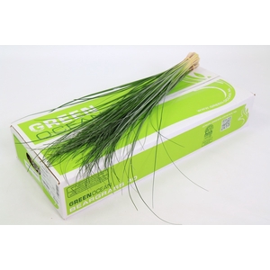 Beargrass  Green Ocean