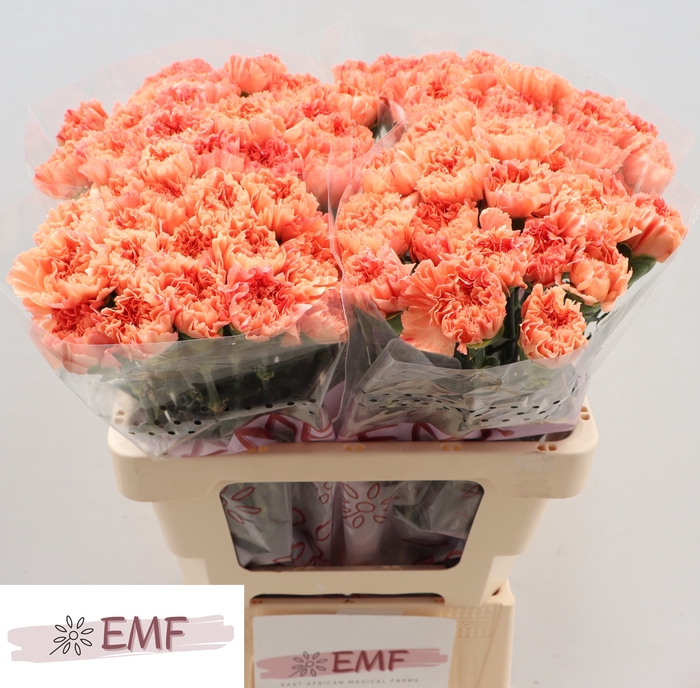 <h4>DI ST TAMARIND</h4>