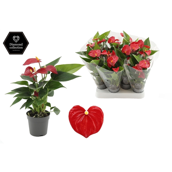 <h4>Anthurium 7 cm Micra in transparant sleeve</h4>