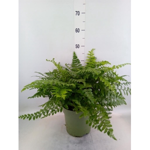 Asplenium  'Parvati'