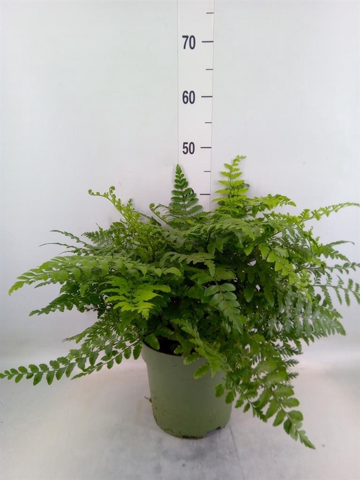 <h4>Asplenium 'Parvati'</h4>