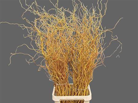 <h4>Salix Golden Curls</h4>