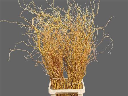 <h4>Salix Golden Curls</h4>