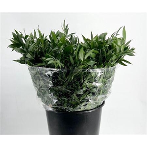 Ruscus aculeatus per bos