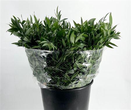 <h4>Ruscus aculeatus per bos</h4>