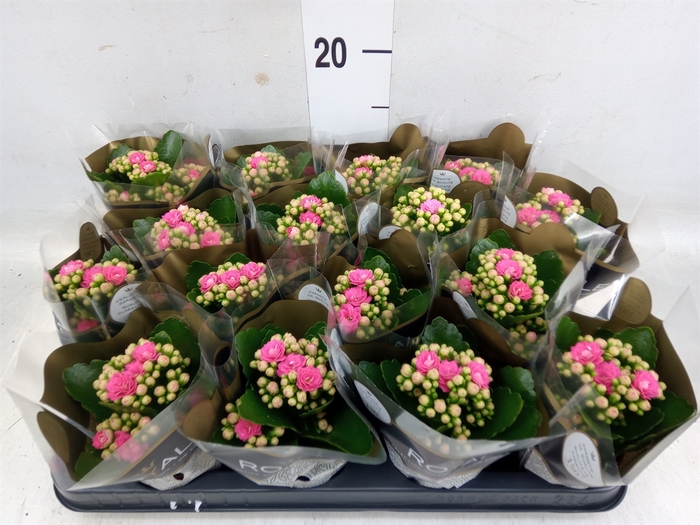 <h4>Kalanchoe blos. 'RosDon Nando'</h4>