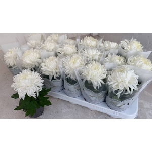 CHRYS COSMO WHITE