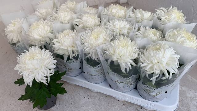 <h4>CHRYS COSMO WHITE</h4>