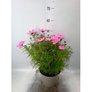 Cosmos bipinnatus 'Casanova Red'