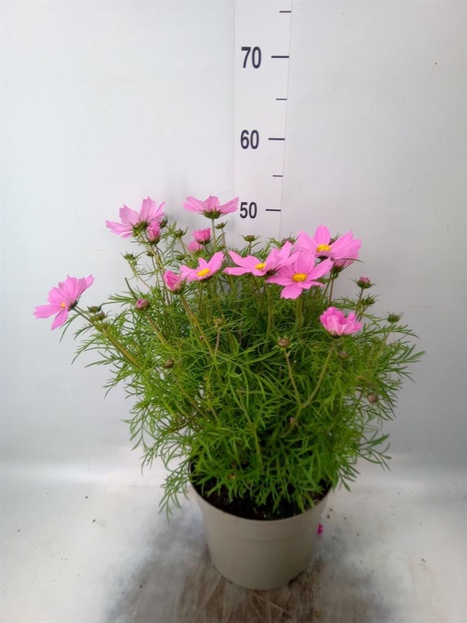 <h4>Cosmos bipinnatus 'Casanova Red'</h4>